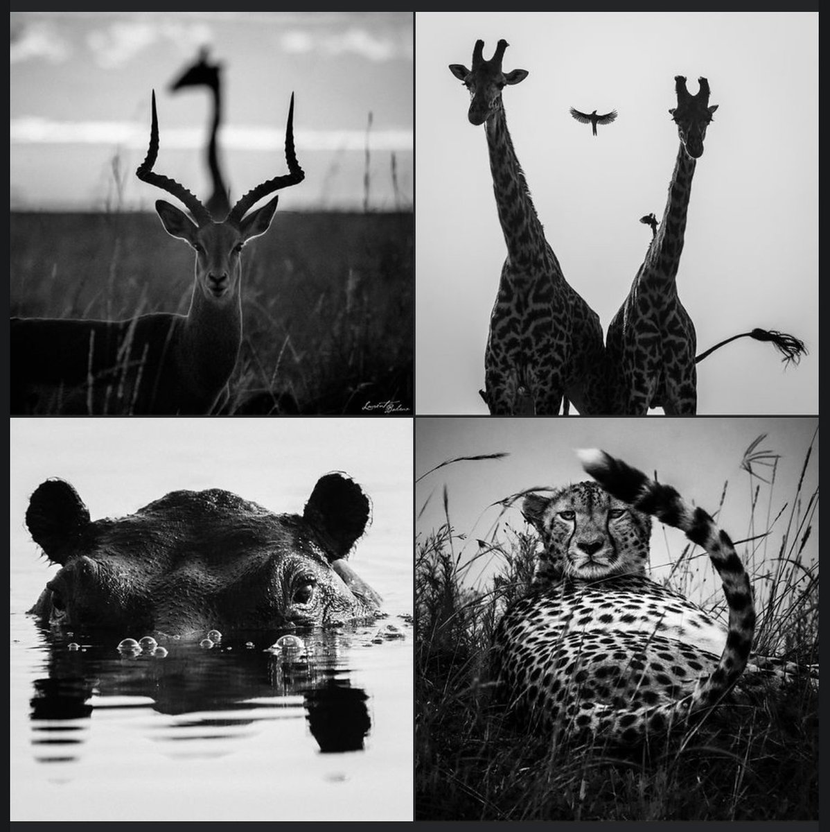 laurentbaheux's tweet photo. La nature compose avec harmonie des tableaux de vie sauvage d'une beauté inouïe
Moi j'ai l'immense privilège d'être aux premières loges pour assister en invité privilégié au spectacle grandiose que j'ai la chance d'immortaliser avec émotion... 
https://t.co/A36IJgwBPo
#sonyalpha https://t.co/fdGuUcIYvs