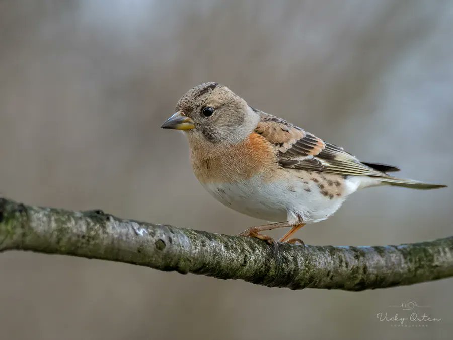 Brambling

#repost #wildlife #wildlifephotography #nature  #TwitterNatureCommunity  #NotAlone #BBCWildlifePOTD <a href="/BBCSpringwatch/">BBC Springwatch</a> <a href="/ThePhotoHour/">#ThePhotoHour</a> @wildlifemag <a href="/Natures_Voice/">RSPB</a> <a href="/Britnatureguide/">The British Nature Guide</a> <a href="/Team4Nature/">Team4Nature</a> <a href="/NatureUK/">NatureUK</a> #brambling

vickyoutenphotography.com
