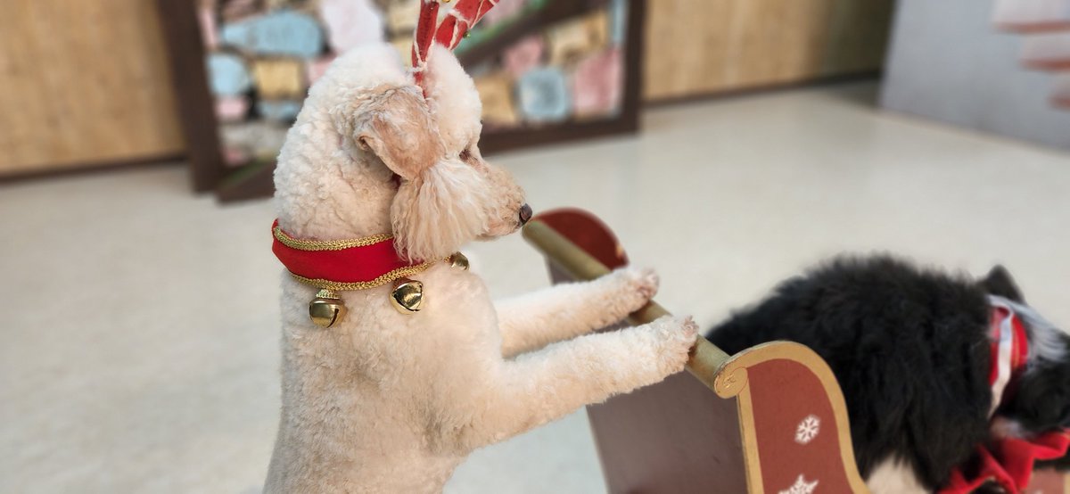 sarugekijo_'s tweet photo. 今年のプレゼントが重くて進めなくて困り顔のトナカイ犬🎄🎅🐩✨

#努力はした
#からの無理ですの顔
#ちょくもくん https://t.co/UYvK2sZipo