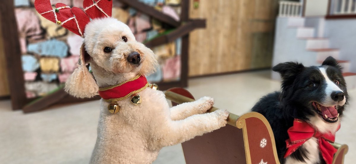 sarugekijo_'s tweet photo. 今年のプレゼントが重くて進めなくて困り顔のトナカイ犬🎄🎅🐩✨

#努力はした
#からの無理ですの顔
#ちょくもくん https://t.co/UYvK2sZipo