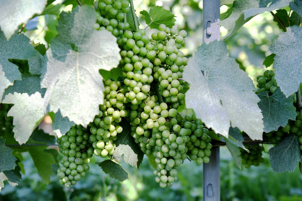 HISTOIRE_DU_VIN's tweet photo. Combien coûte un ha de vignes de votre appellation préférée ?
16,5 millions € pour un ha en AOP bourgogne grand cru, 7 millions dans le bordelais pour un AOP pomerol… Découvrez le prix du foncer viticole dans votre vignoble préféré. 
via @lejsl  https://t.co/BVmTntZDnl https://t.co/Sx2NPZghaq