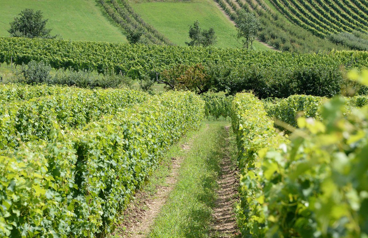 HISTOIRE_DU_VIN's tweet photo. Combien coûte un ha de vignes de votre appellation préférée ?
16,5 millions € pour un ha en AOP bourgogne grand cru, 7 millions dans le bordelais pour un AOP pomerol… Découvrez le prix du foncer viticole dans votre vignoble préféré. 
via @lejsl  https://t.co/BVmTntZDnl https://t.co/Sx2NPZghaq