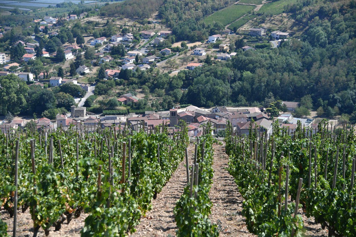 HISTOIRE_DU_VIN's tweet photo. Combien coûte un ha de vignes de votre appellation préférée ?
16,5 millions € pour un ha en AOP bourgogne grand cru, 7 millions dans le bordelais pour un AOP pomerol… Découvrez le prix du foncer viticole dans votre vignoble préféré. 
via @lejsl  https://t.co/BVmTntZDnl https://t.co/Sx2NPZghaq