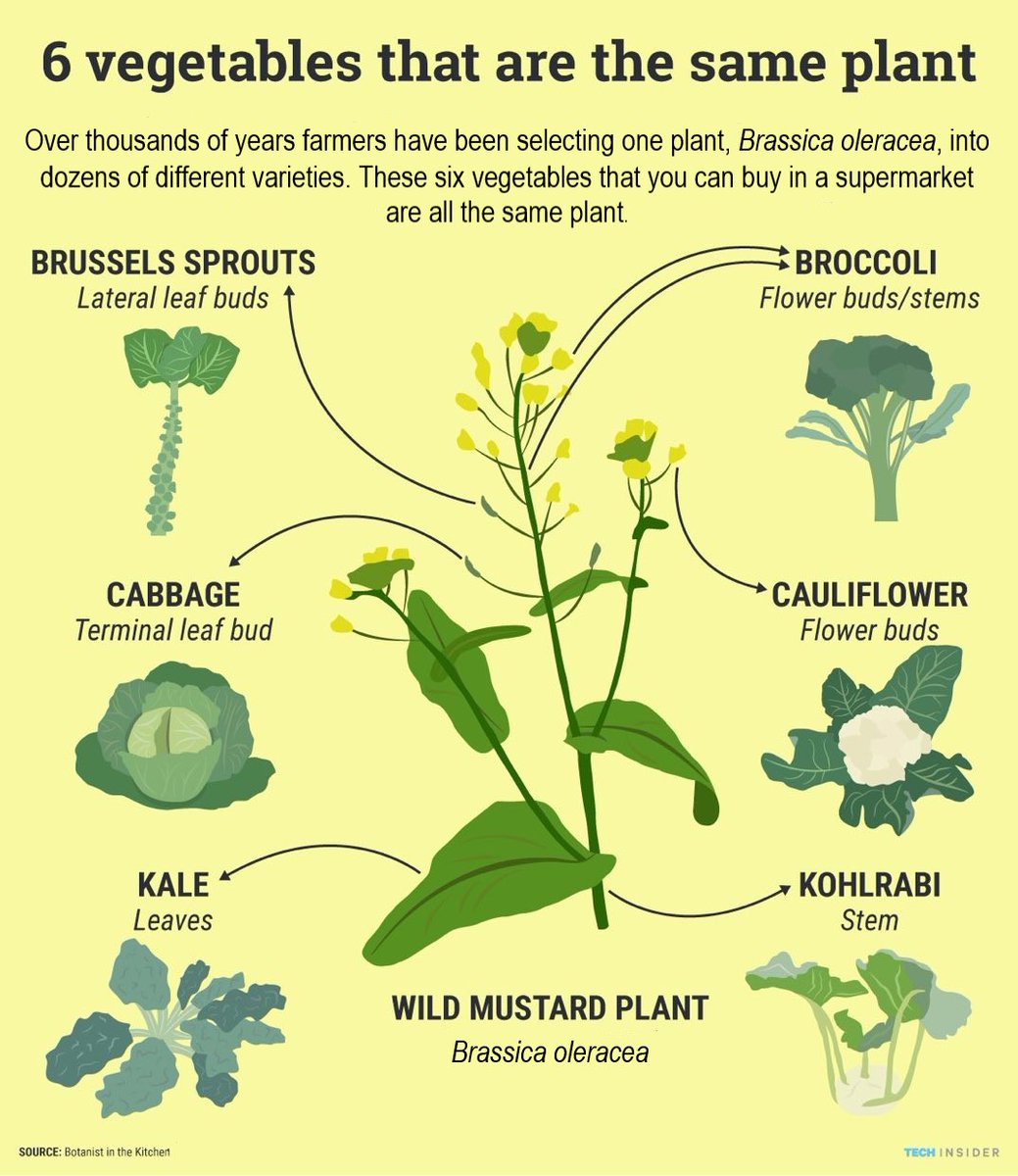 BUCBotany's tweet photo. Of course, the best known example of one #plant being developed into many #vegetables is the brassicas, #cabbage family. Includes the very beautiful romanesco. #BUC2023 https://t.co/V59gbTEFwv