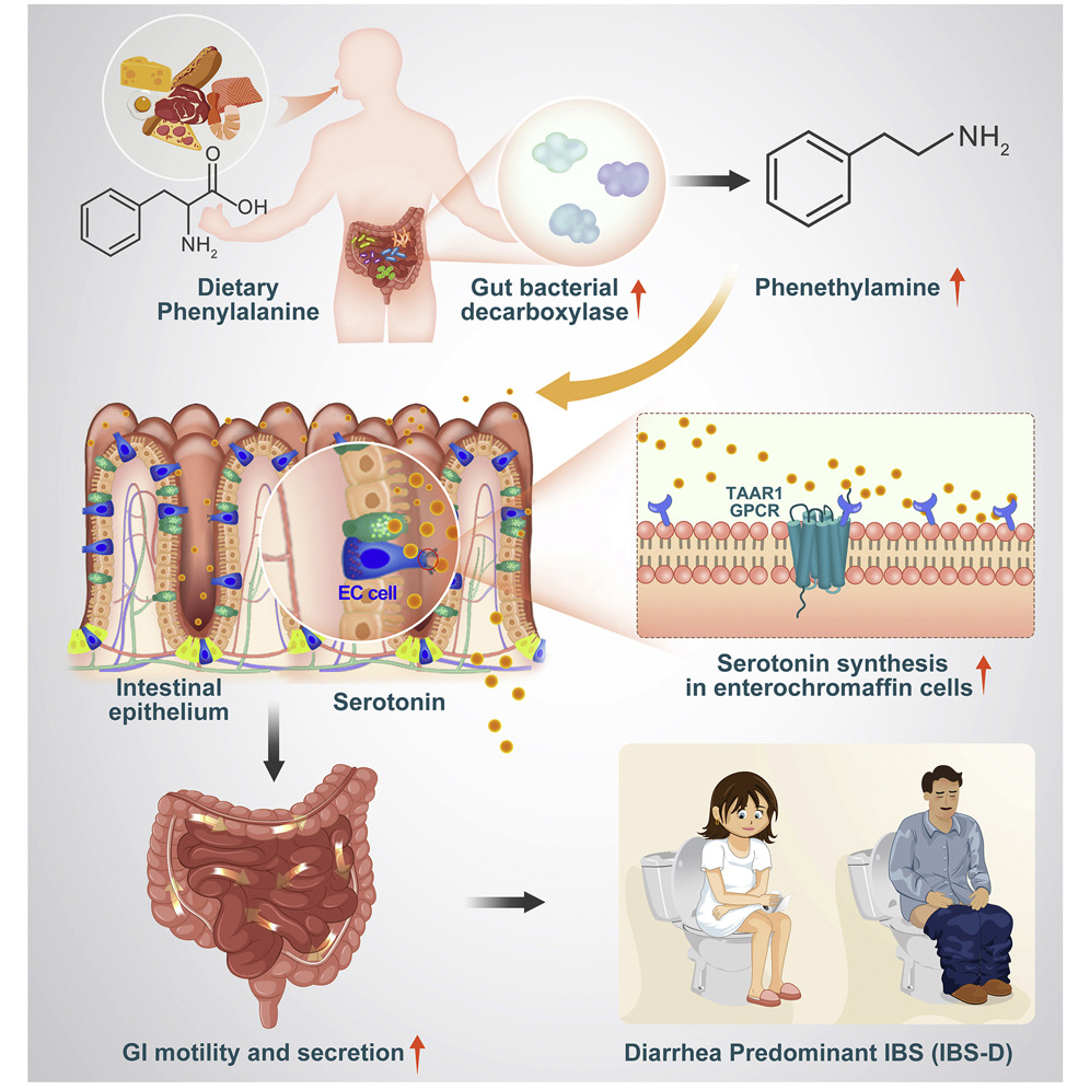 Microbiota_Inst's tweet photo. A @cellhostmicrobe study "provides #molecular and #pathogenetic insights into how #gut #microbial #metabolites derived from #dietary essential #AminoAcids affect #serotonin-dependent control of #GutMotility"

#GutMicrobiota #IrritableBowelSyndrome #IBS
https://t.co/5XXhjNudJN https://t.co/zOTRiA6BxV