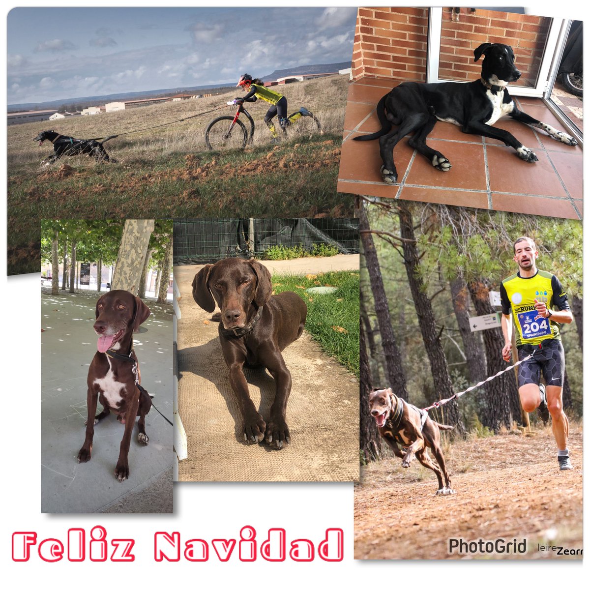 Nala, Aquiles y Orión tweet media