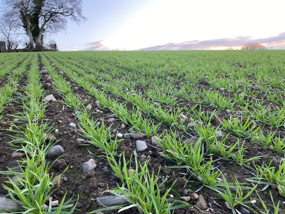 Some Winter Planted Mascani oats yesterday morning! Just outside Tandragee, County Armagh, Northern Ireland