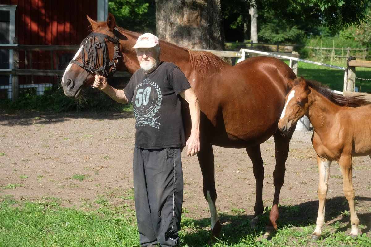Lpersson50's tweet image. Gerhard Lindén har sysslat med travhästar i nästan hela sitt liv. 88 år gammal är han fortfarande med i matchen. Igår vann Gerhards Lasses Tara i V86 på Solvalla.