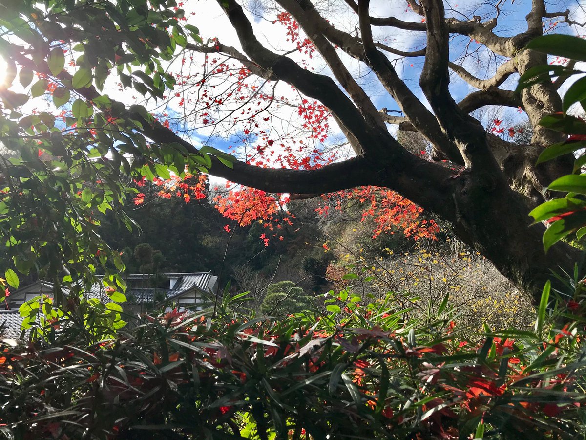 tarot_morineko8's tweet photo. 鎌倉で、お寺で無心になって、終わりかけの紅葉を愛でて、美味しいスイーツとコーヒーをいただいて来ました。シーズンオフ+平日+お天気がイマイチな日。空いててとても良かったです。
#北鎌倉
#grandK https://t.co/wZ7SRdPhX2
