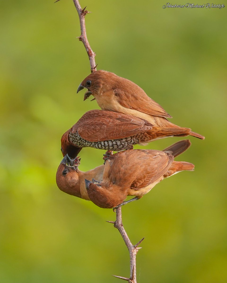 MichaelWildlife's tweet photo. #scaly_breasted_munia kalpakkam Nov 2022 #sonyrx10iv #birdwatching #birdphotography #BirdTwitter #birdoftheyear2022 #wildlife #wildlifephotography #SonyBBCEarth #sonycamera @Britnatureguide https://t.co/LgAfkNR7vF