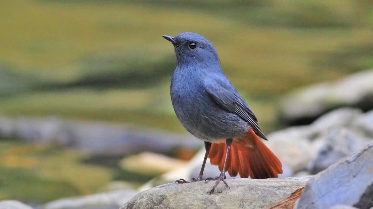 Taiwan Birding 台灣🐤 tweet media