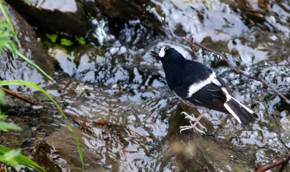 Taiwan Birding 台灣🐤 tweet media