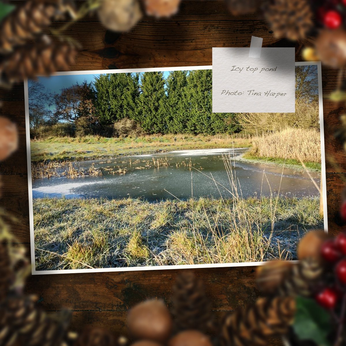 LongLandsCommon's tweet photo. 12 Winter Wonders of Long Lands Common
Over the month of December, we tasked our Site Ranger team with photographing the winter delights they came across during their regular patrols at Long Lands. The result?
#longlandscommon https://t.co/4GVQm9VZ5i