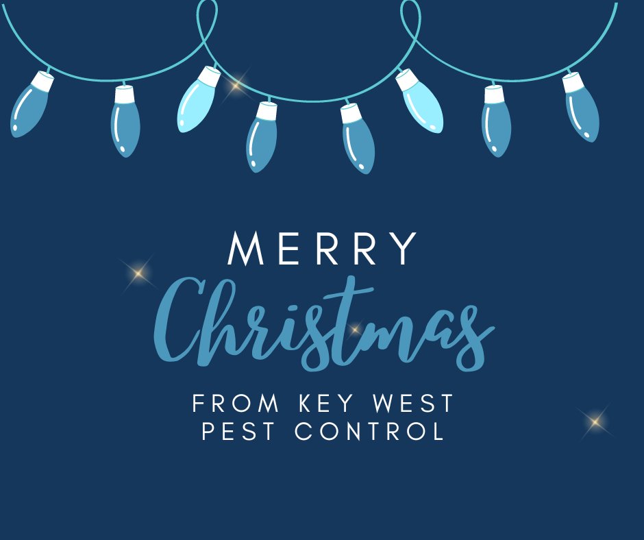 KeyWestPest's tweet photo. Merry Christmas and a Happy New Year from the team here at Key West! 🎄

#merrychristmas #happynewyear https://t.co/6gCcoouBzq
