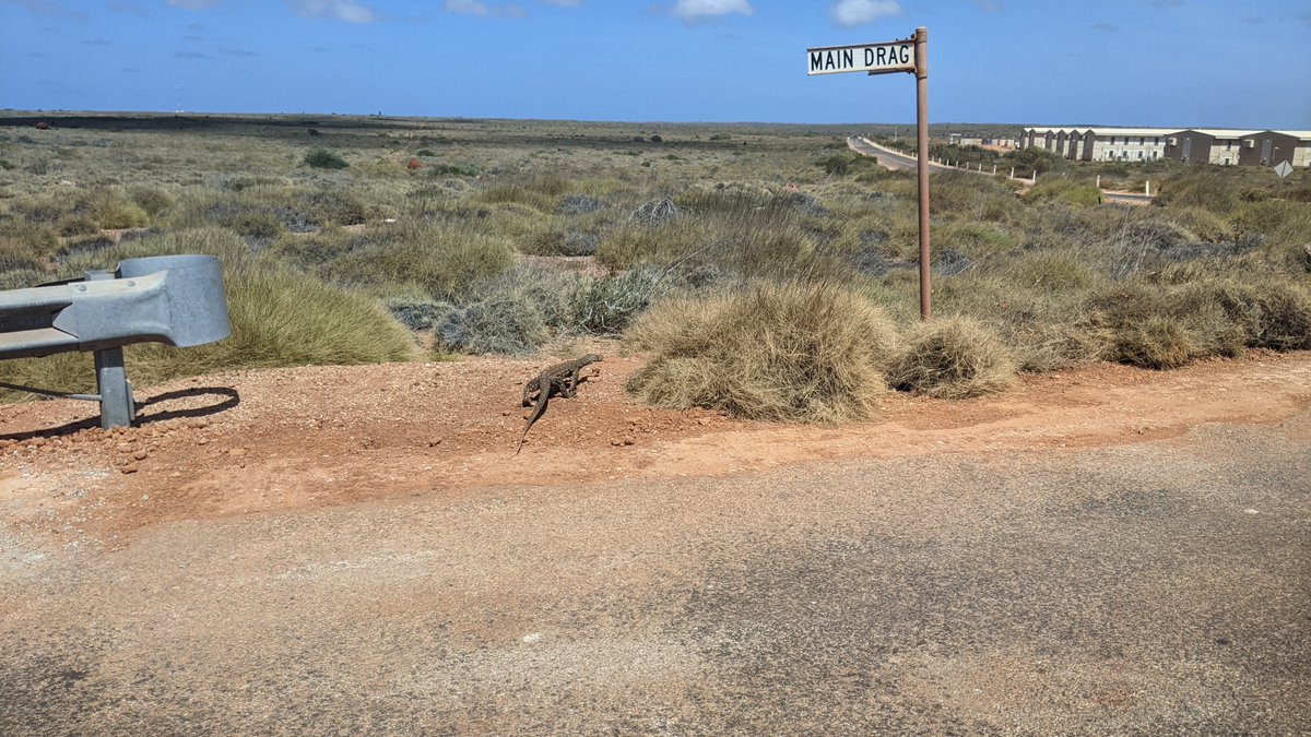 Had a great time playing on Barrow Island. Here's one of the locals.