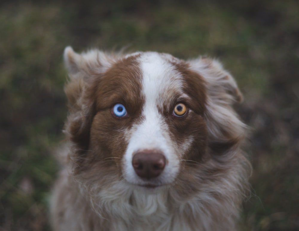 Axlsanimalfacts's tweet photo. Heterochromia in dogs is often hereditary, meaning it is passed through their genetic makeup. https://t.co/ABbSB43SJX