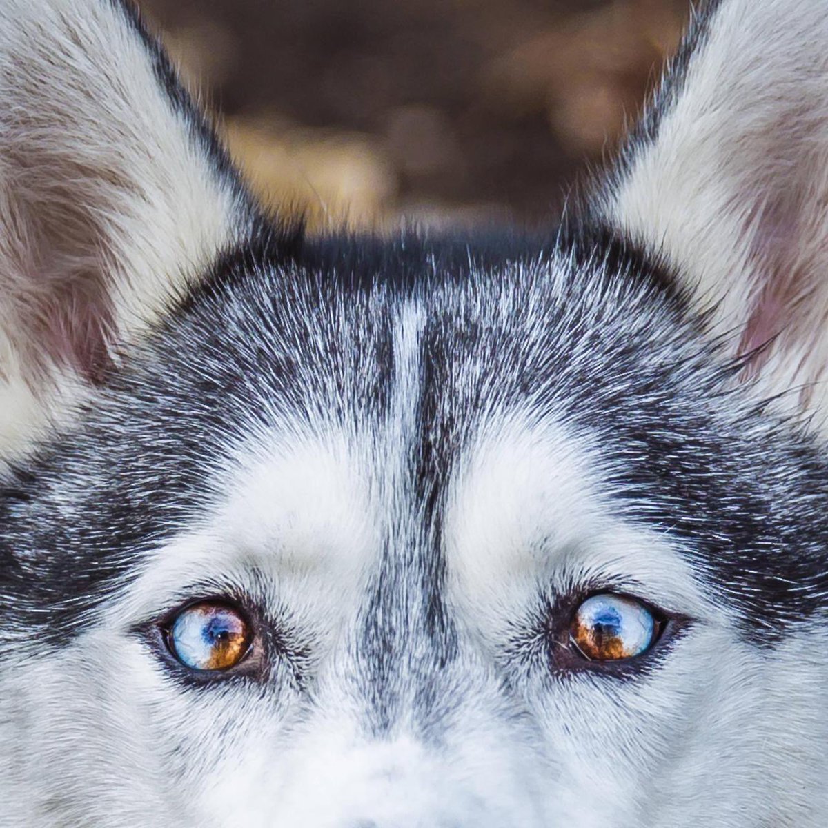 Axlsanimalfacts's tweet photo. Heterochromia in dogs is often hereditary, meaning it is passed through their genetic makeup. https://t.co/ABbSB43SJX