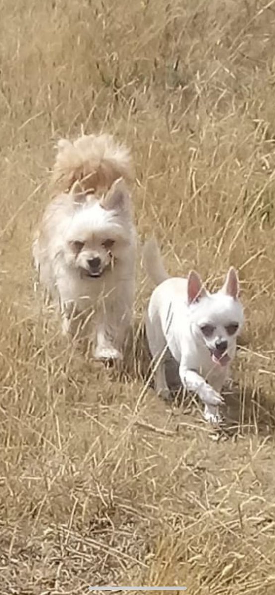 chocolatey4's tweet photo. Gypsy & Keatz 💜 #CHIHUAHUA #malchi #dogsoftwitter https://t.co/djKSR6UJ9x