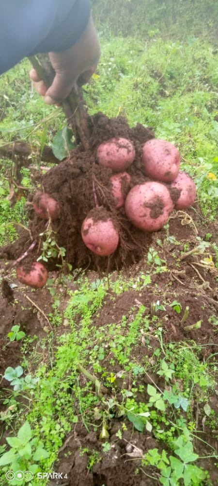 The harvesting season is almost here! Our agronomists are visiting the lead
farmers this week to assist them with the #dehaulming process. Dehaulming is one of the #preharvest procedures, which aims to harden the tubers' skin and minimize injuries during #postharvest handling.