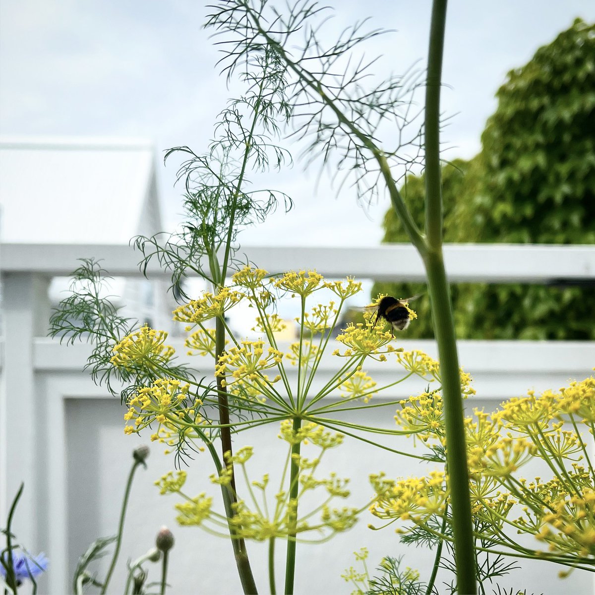 A bee found my little garden on the third floor’s balcony.