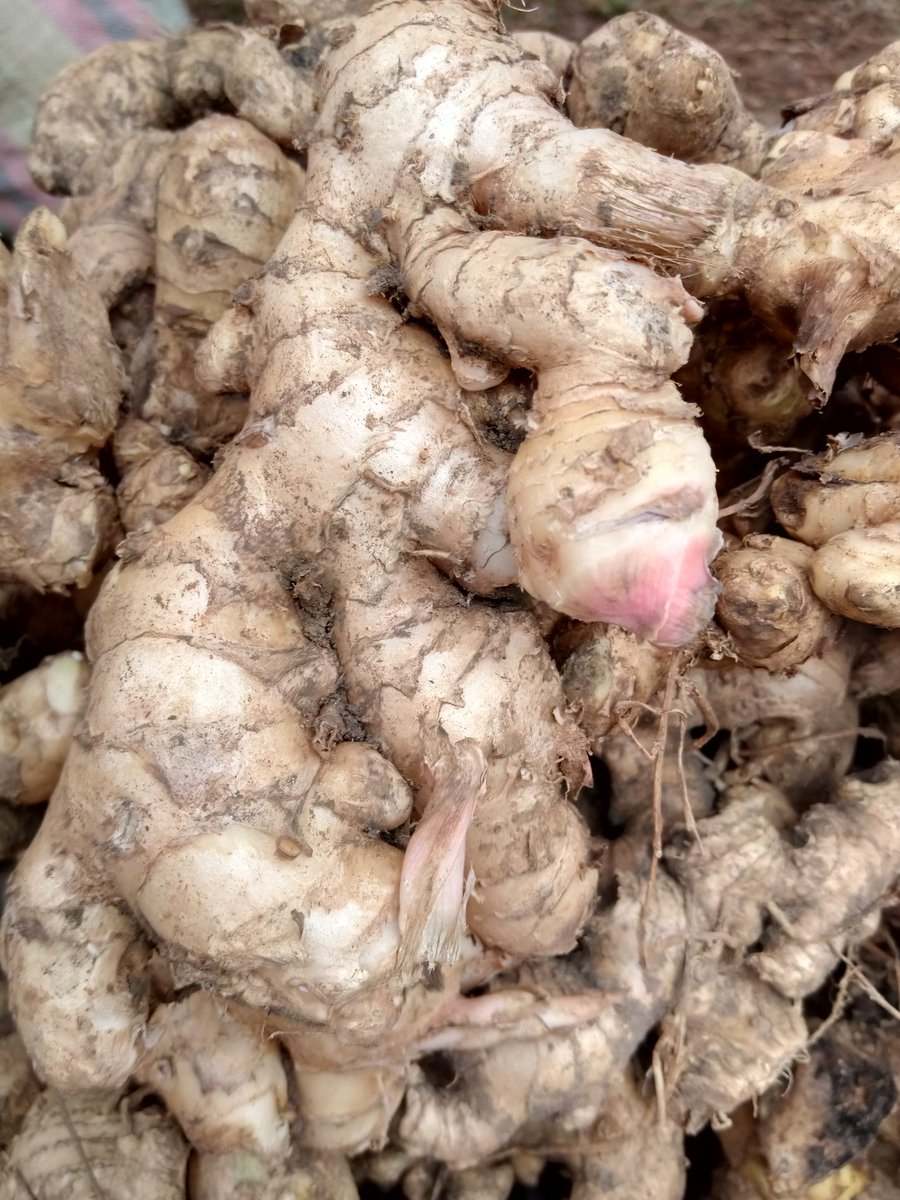 MulihNfor's tweet photo. Yesterday at the Agro-Pastoral Show, South West region, I had the opportunity to educate a ginger farmer on the importance of organic farming.
#organic
#agriculture
#foodsecurity
#FuidBoost https://t.co/vUtWBS6Ado
