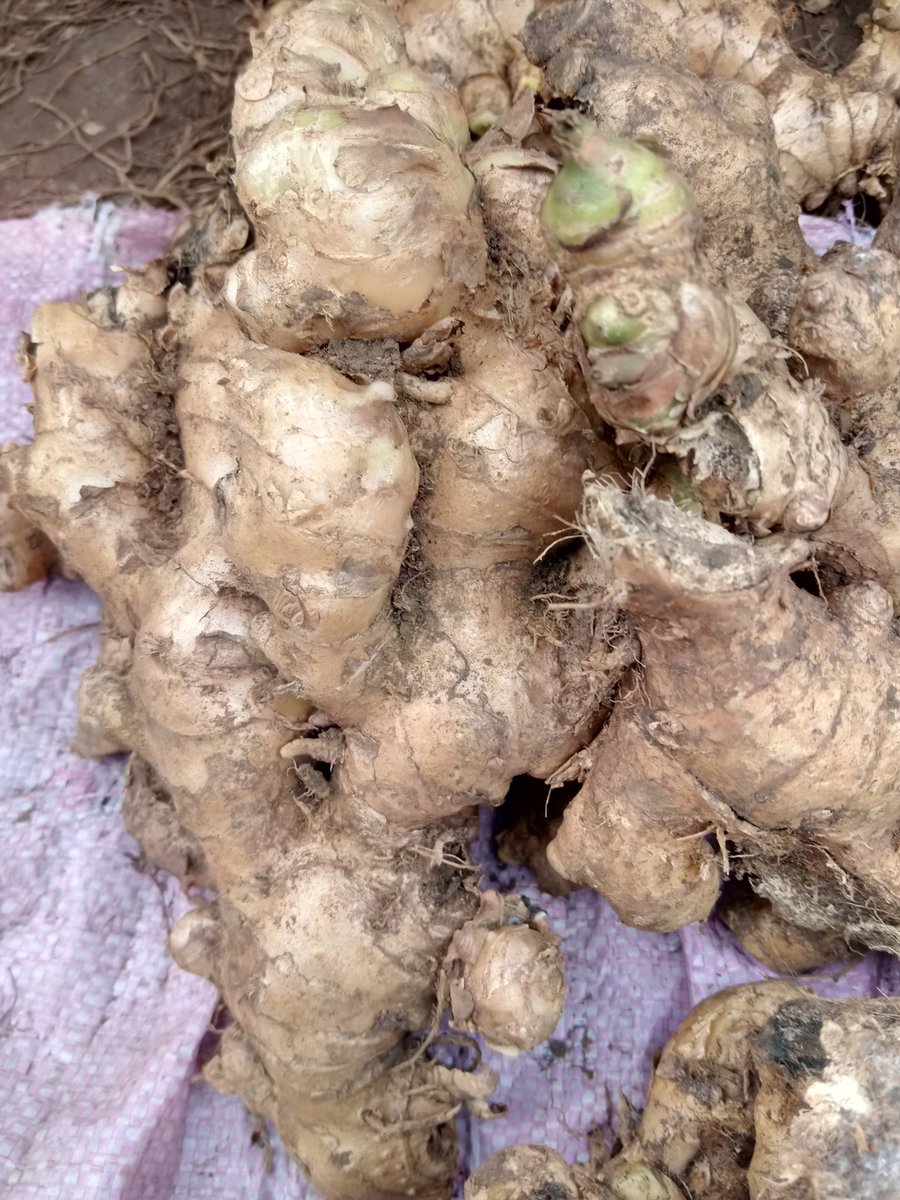 MulihNfor's tweet photo. Yesterday at the Agro-Pastoral Show, South West region, I had the opportunity to educate a ginger farmer on the importance of organic farming.
#organic
#agriculture
#foodsecurity
#FuidBoost https://t.co/vUtWBS6Ado