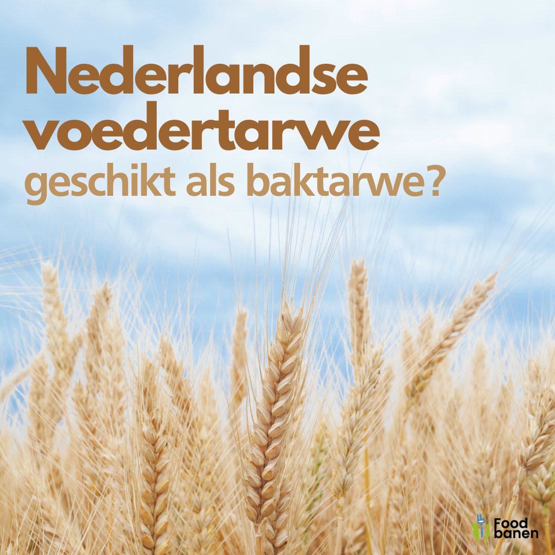 Baktarwe van eigen bodem is in opkomst, maar veel Nederlandse tarwe wordt gebruikt voor veevoer. In het lab Grains 2.0 van Low Food en Flevo Campus worden de toepassingen van voedertarwe voor menselijke consumptie onderzocht.

Lees het hele artikel: ow.ly/x4Bj50M9lVn