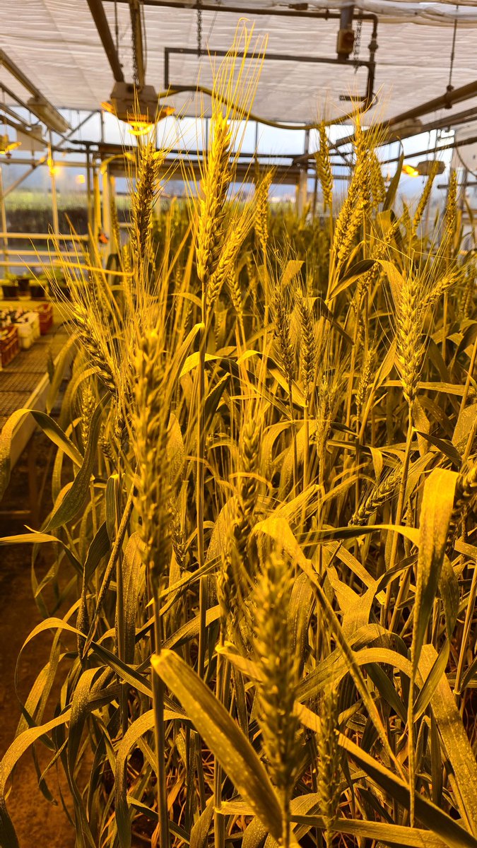 ADASBoxworth's tweet photo. Wheat in flower in December?! These plants are growing to produce seed for the #BREAKTHRU project.
The varieties have different levels of insensitivity to ethylene which should affect their ability to grow in compacted soil. Field trials in the spring will put this to the test!🌾 https://t.co/insNSDNRjf