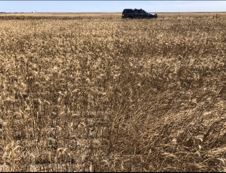 Tref fb 1L Mateno Post Em v Clearly not enough Treflan right…