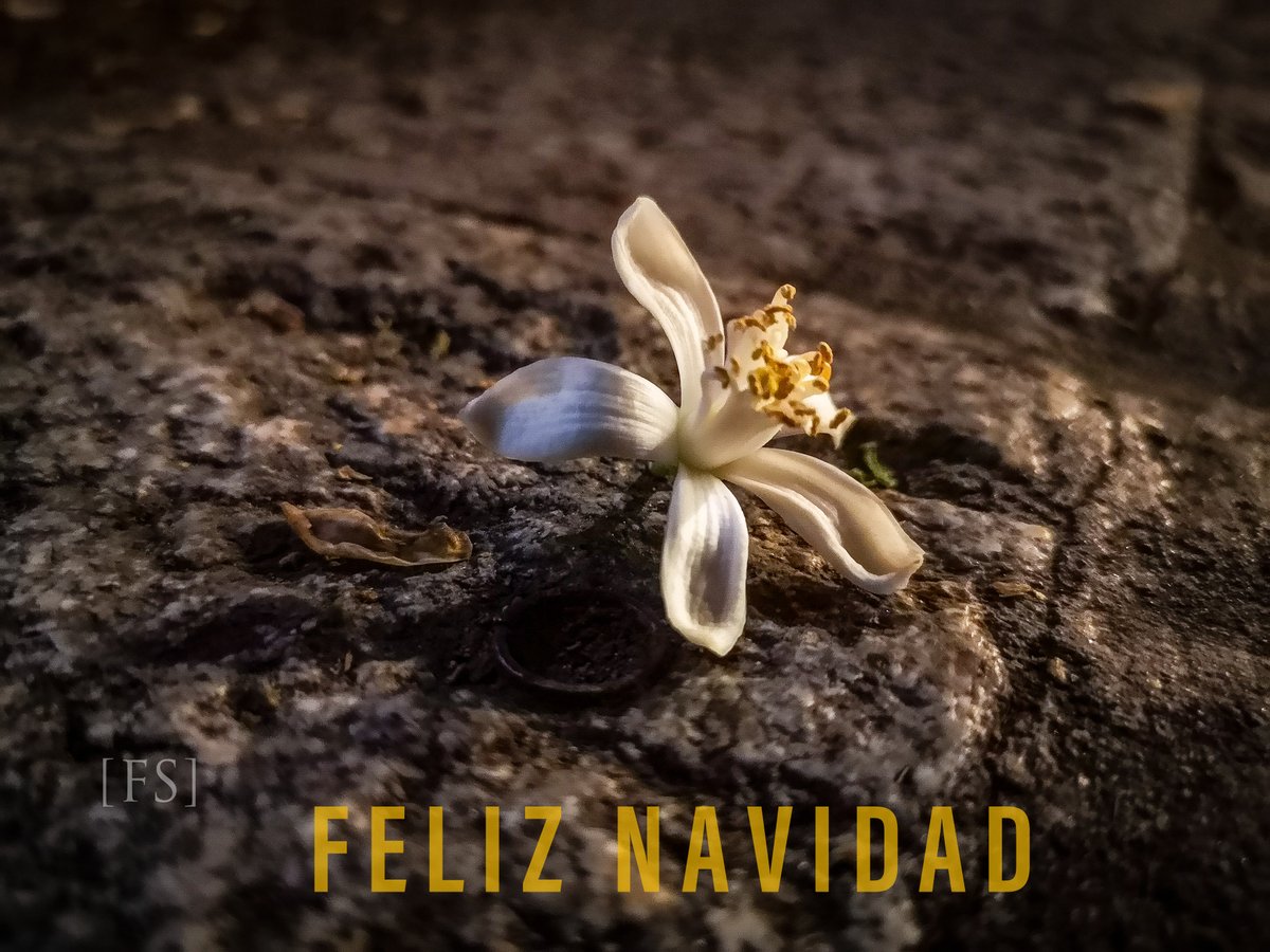 #AmandoSevilla