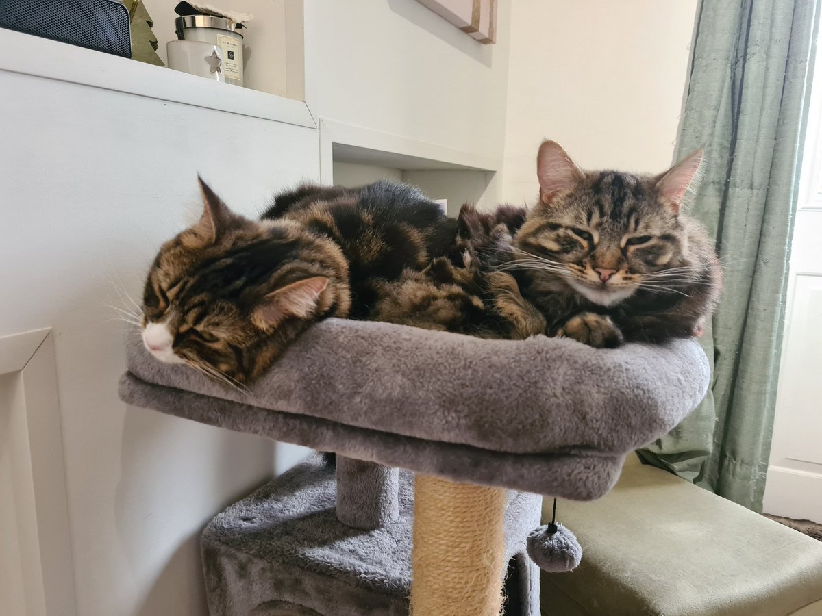 "Sharing" the top of the cat tree, can't decide if this is for reasons of love, warmth, or just a territorial battle neither are prepared to give up on.
#CatsOfTwitter #AdoptDontShop #Purrsday #fursday