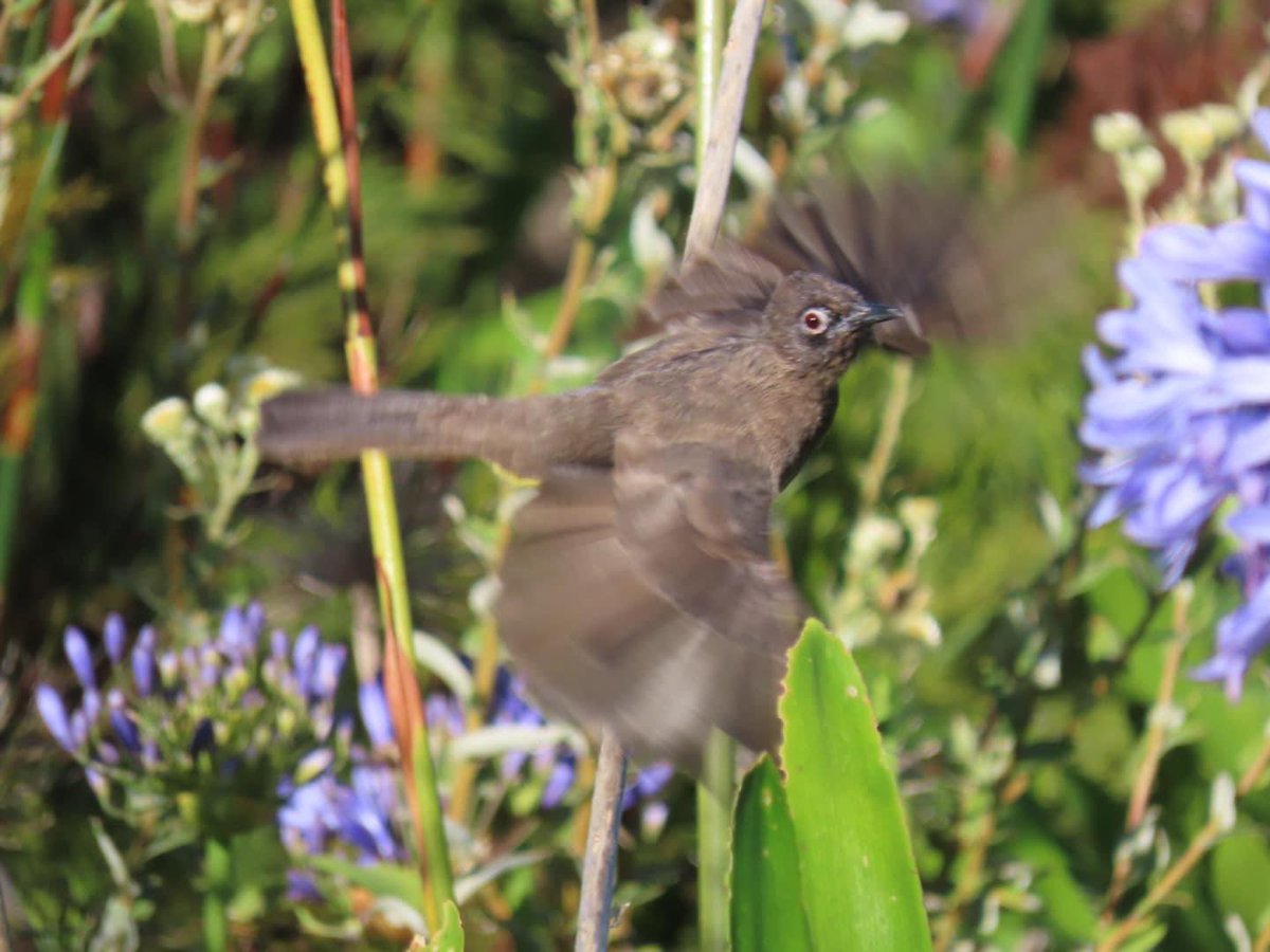 Cape bulbul #birdwatcher #nature #friends
#PictureOfTheDay #animal
#earthbeatiful
#wildlife #birds #birding
#photography #Bird Twitter
#naturephotography
#birdphotography #lovecapetown
#WeLoveSouthAfrica #SouthAfrica