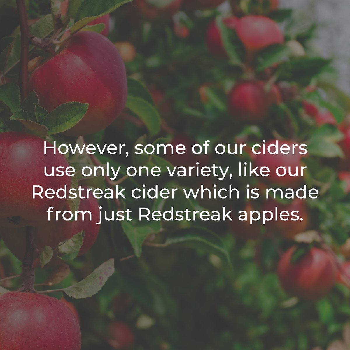 SheppysCider's tweet photo. Every month we put one of your cider questions to David Sheppy. This monthβs question was 'Are your ciders a mixture of different apple varieties or one?'
Here is what David has to say π https://t.co/8fU9Nz3QIN #SheppysLife #Cider #SomersetCider #CiderLovers https://t.co/4B6tas5rpQ