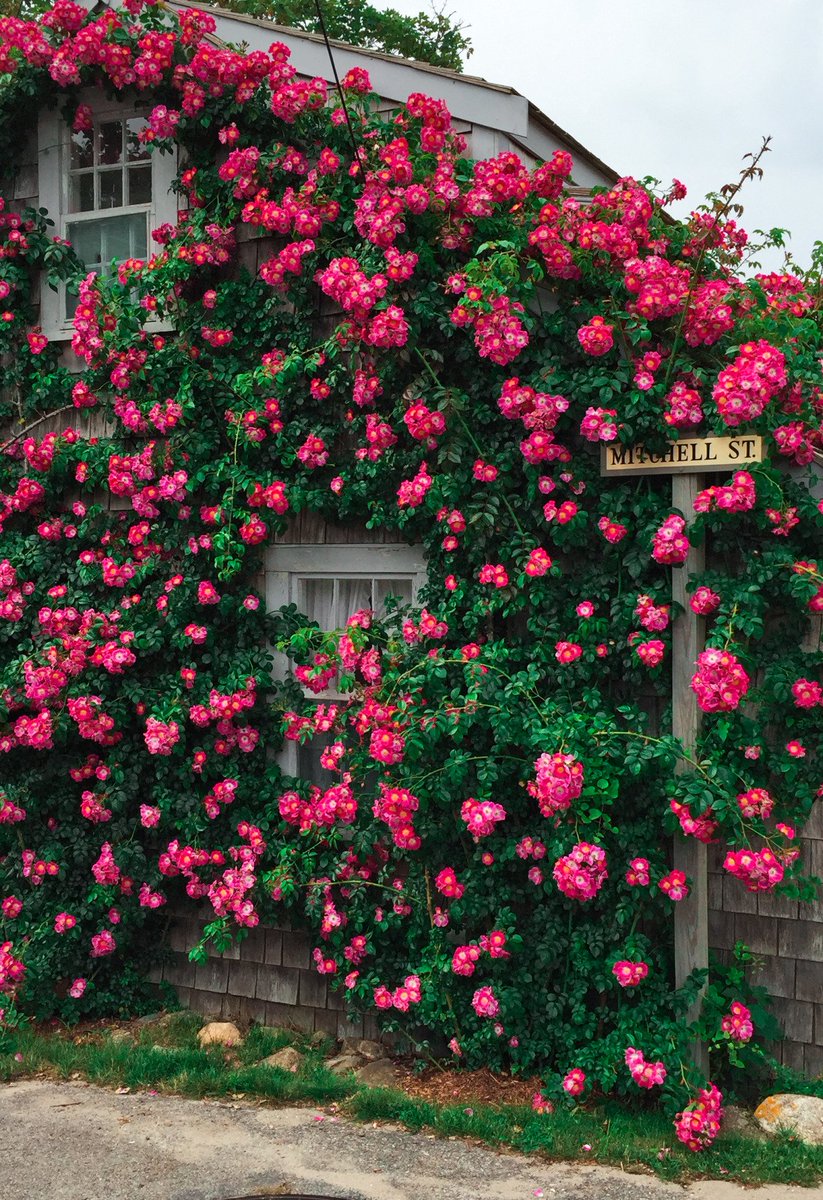 softdeIicacy's tweet photo. that's what I mean when I say I want a house full of flowers. https://t.co/rhahPFSWLb