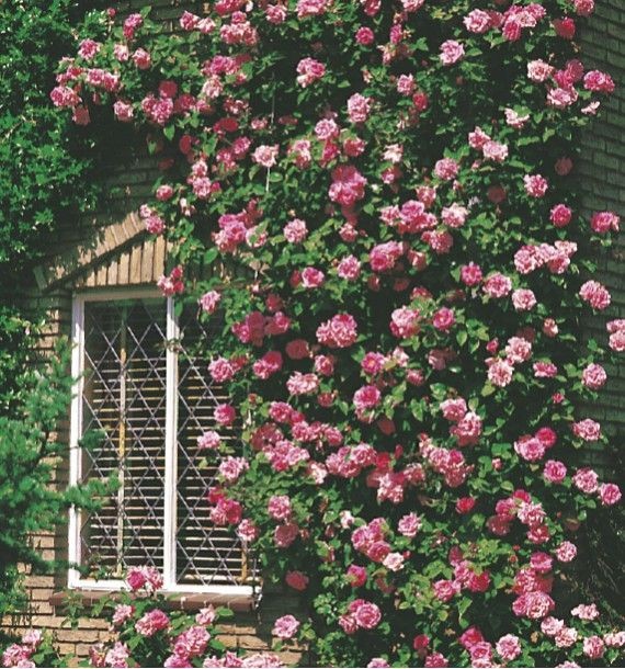softdeIicacy's tweet photo. that's what I mean when I say I want a house full of flowers. https://t.co/rhahPFSWLb