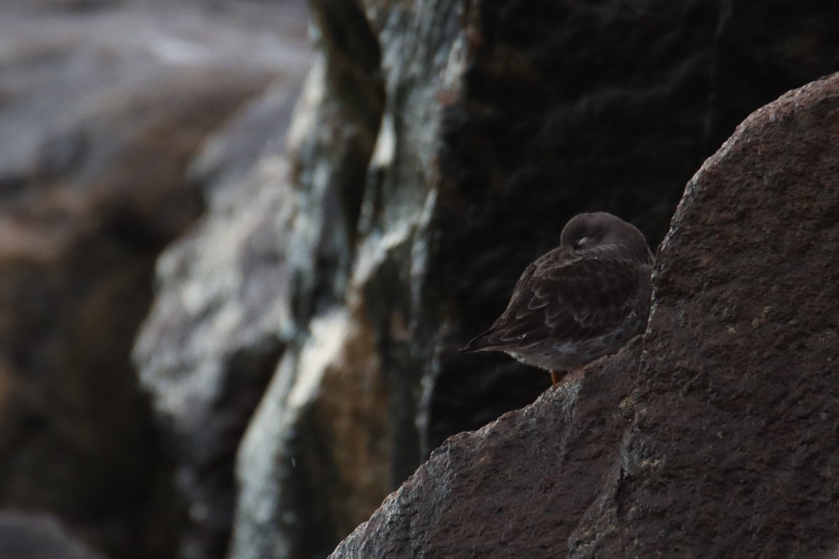Birdnerdjenny's tweet photo. Some purple sandpiper photos from Ramsgate harbour this morning https://t.co/v0b0fGdmAI
