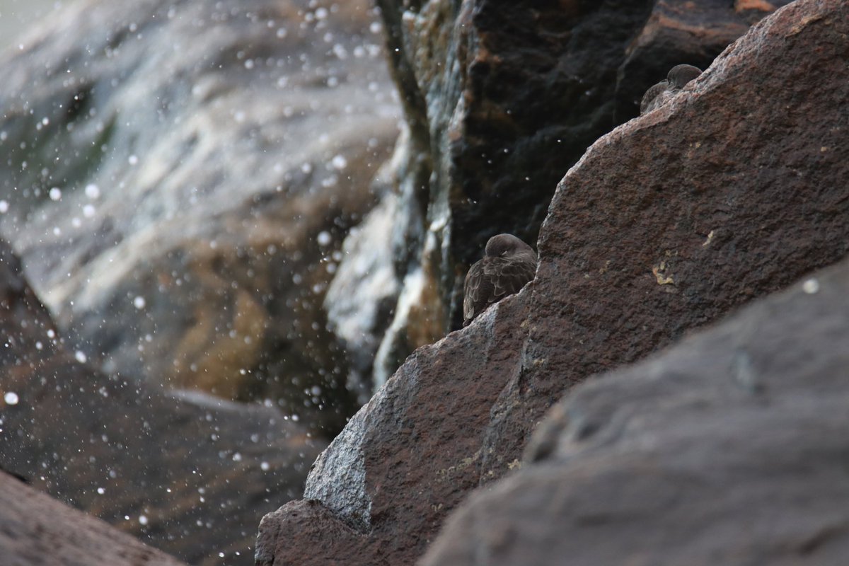 Birdnerdjenny's tweet photo. Some purple sandpiper photos from Ramsgate harbour this morning https://t.co/v0b0fGdmAI