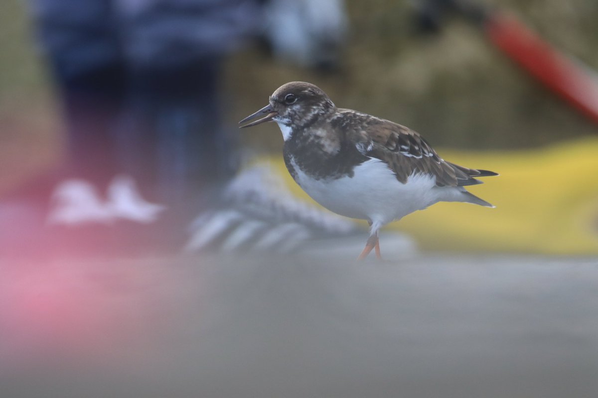 Birdnerdjenny's tweet photo. Some turnstone photos from Ramsgate harbour this morning https://t.co/HZ2MfS9GXV
