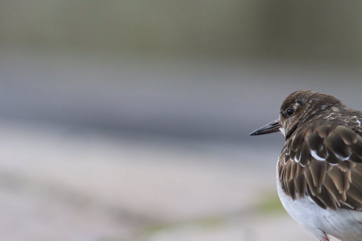 Some turnstone photos from Ramsgate harbour this morning