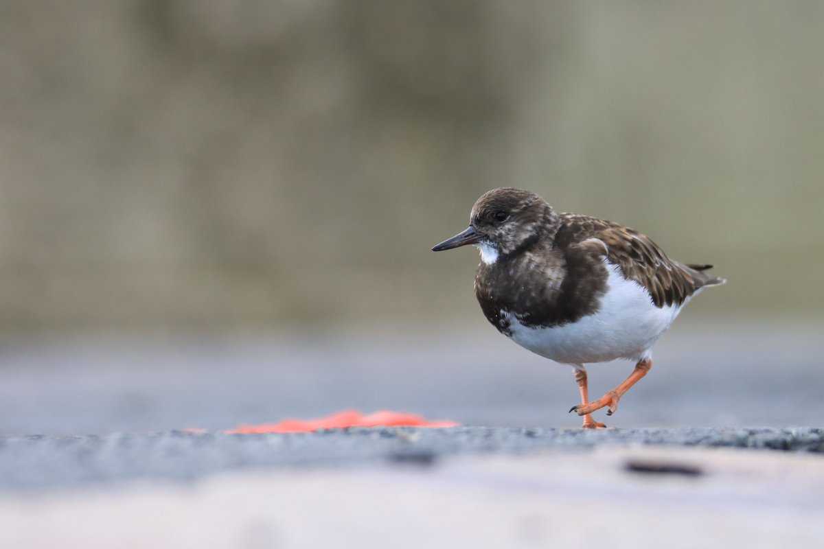 Birdnerdjenny's tweet photo. Some turnstone photos from Ramsgate harbour this morning https://t.co/HZ2MfS9GXV