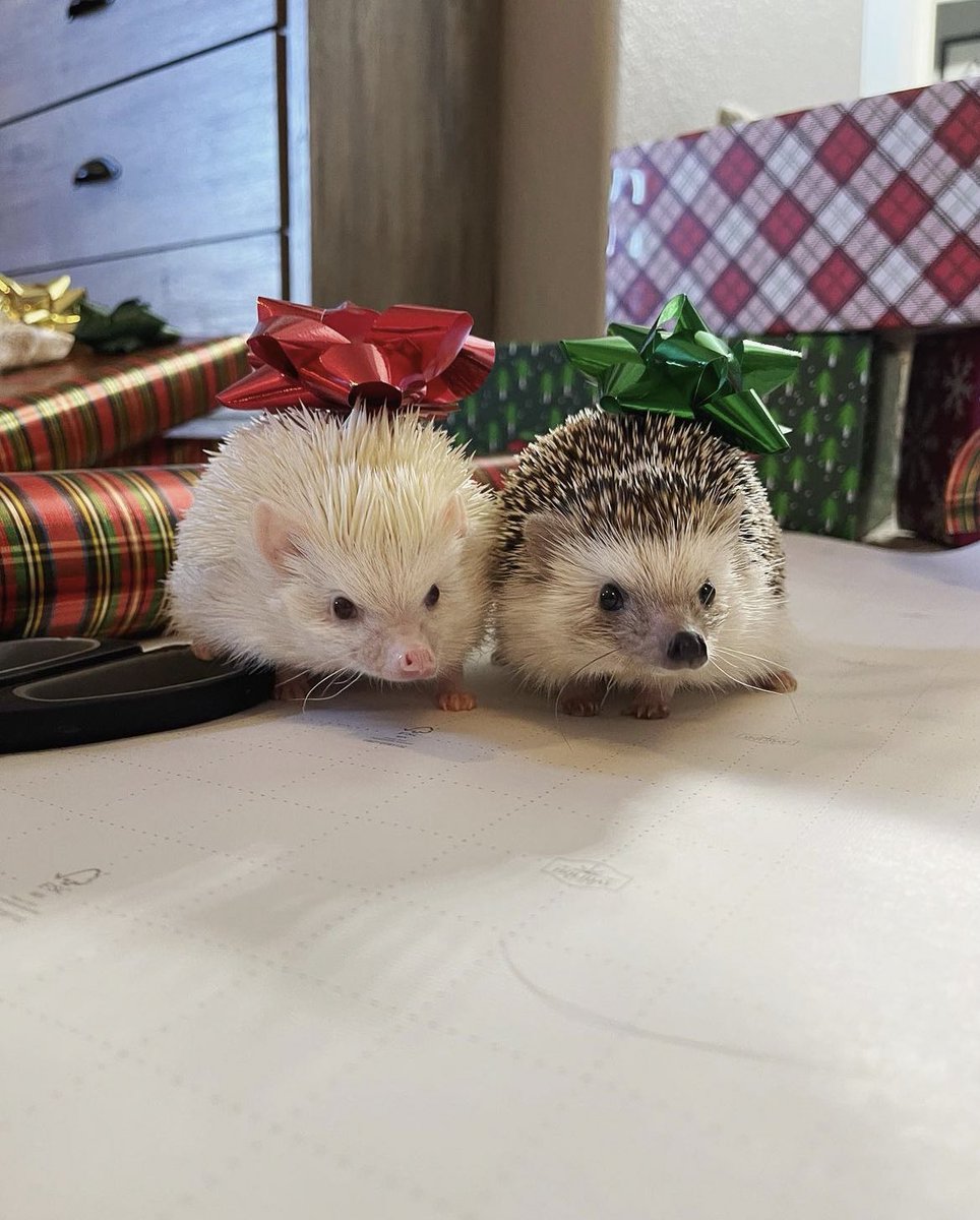 daily__hedgehog's tweet photo. Thursday 22nd December, 2022 https://t.co/iPiOt7ghBQ