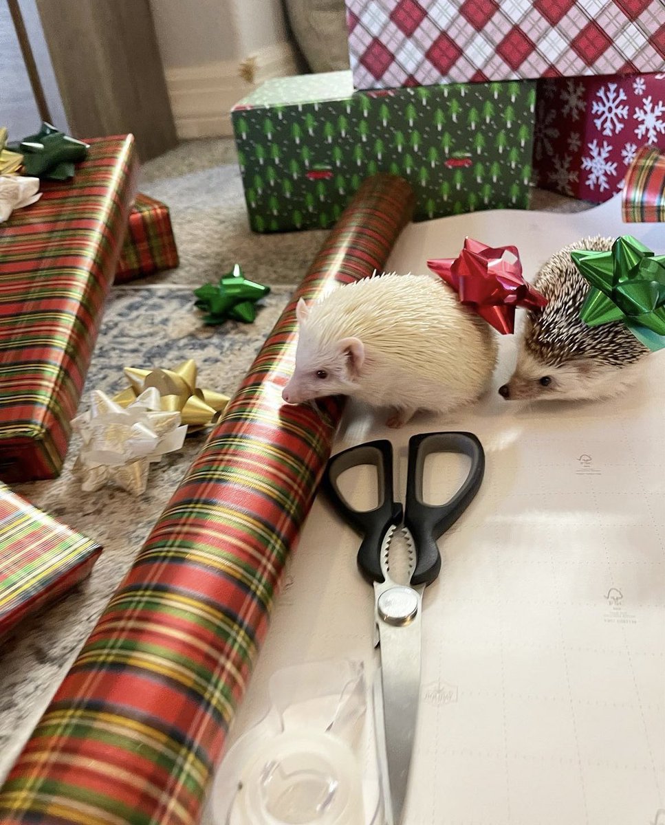 daily__hedgehog's tweet photo. Thursday 22nd December, 2022 https://t.co/iPiOt7ghBQ