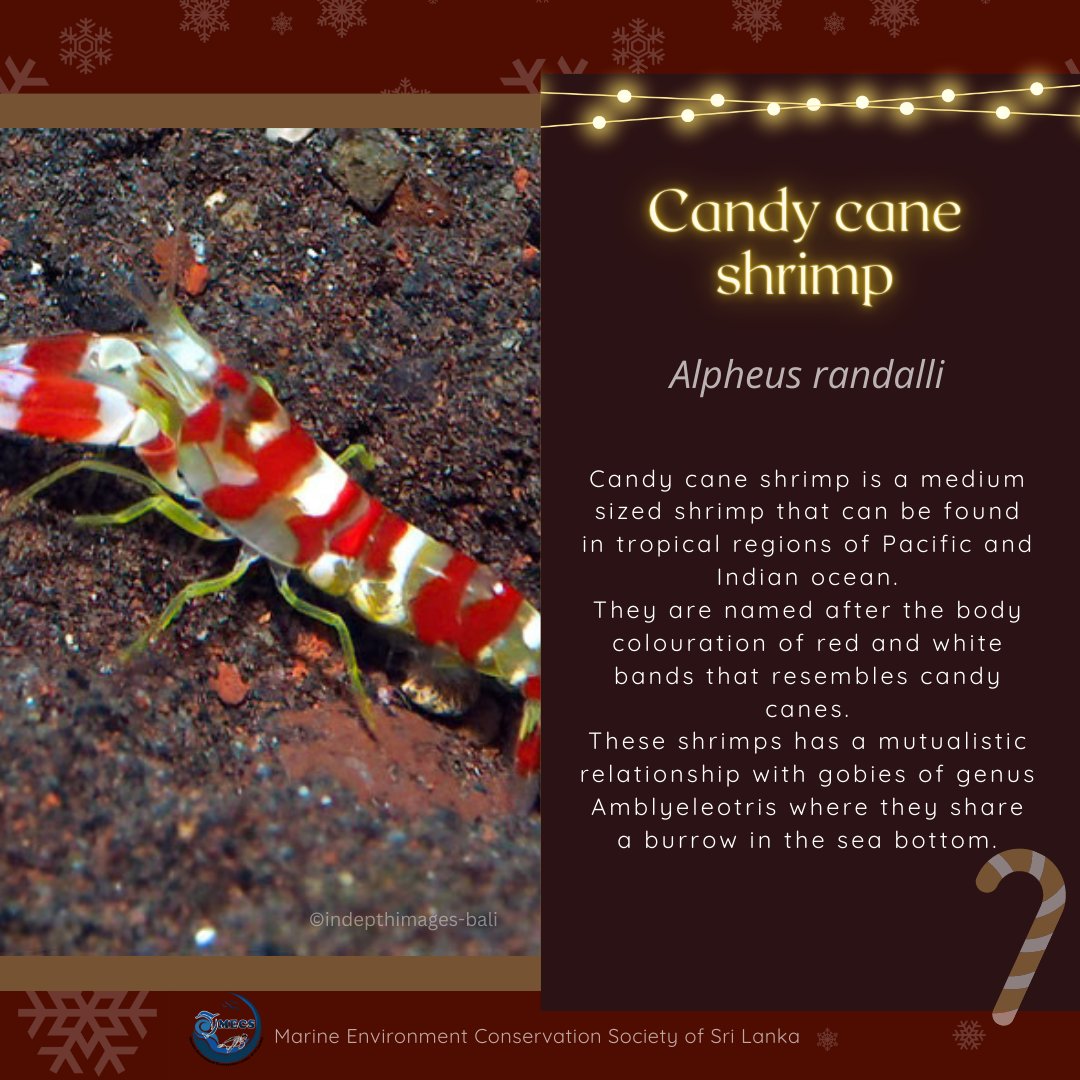 ✨🎄⛄💕🌊
Let's get to know of some Christmas themed Ocean creatures around the world.
🎅🏻✨🌨️❄️
Merry Christmas to all of you sweet souls who loves and protects the mother nature
#MerryChristmas 
#MECS
#Ocean #OceanConservation 
#SaveOceans