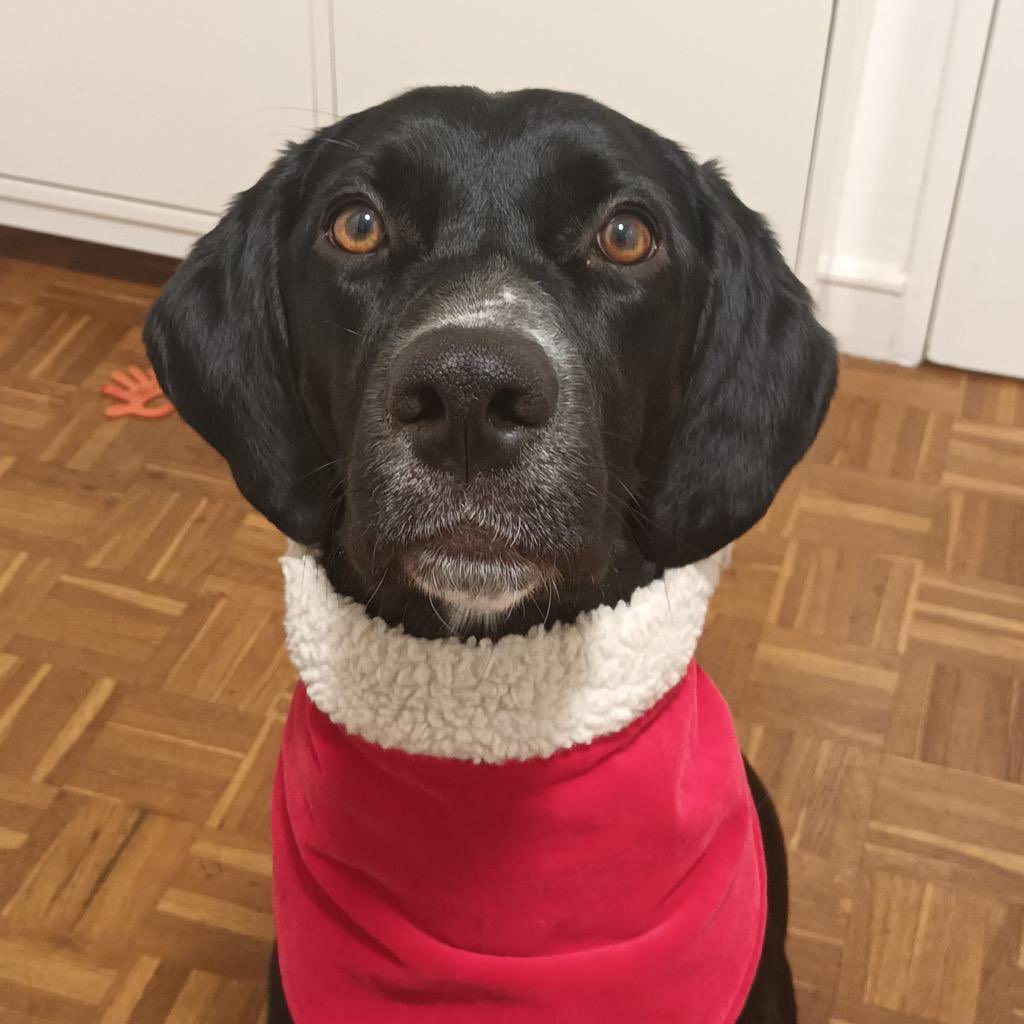 courbet_julien's tweet photo. #JoyeuxNoël a tous ceux qui pensent qu'un regard plein d'amour comme celui exige de nous un comportement exemplaire envers les animaux . Évitez par tous les moyens de les faire souffrir ne pas les utiliser pour nos divertissements. Que 2023 soit la bonne année! #simonelechien https://t.co/7KxN8vcNvy