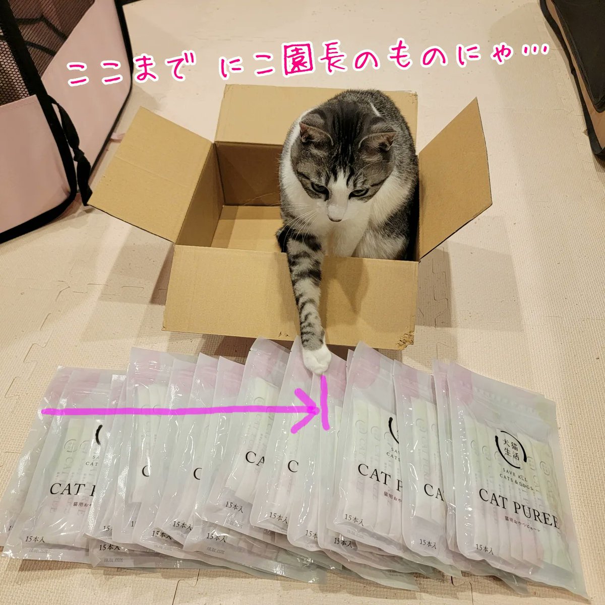 犬猫生活様より「猫用おやつピューレ」をたくさんご寄付いただきました🙏✨️
寄付先として【にこねこ保育園】をご推薦くださった方がいらっしゃるとのことで、感謝の気持ちでいっぱいです🙇
本当にありがとうございます🍀

#犬猫生活 
#猫用おやつピューレ