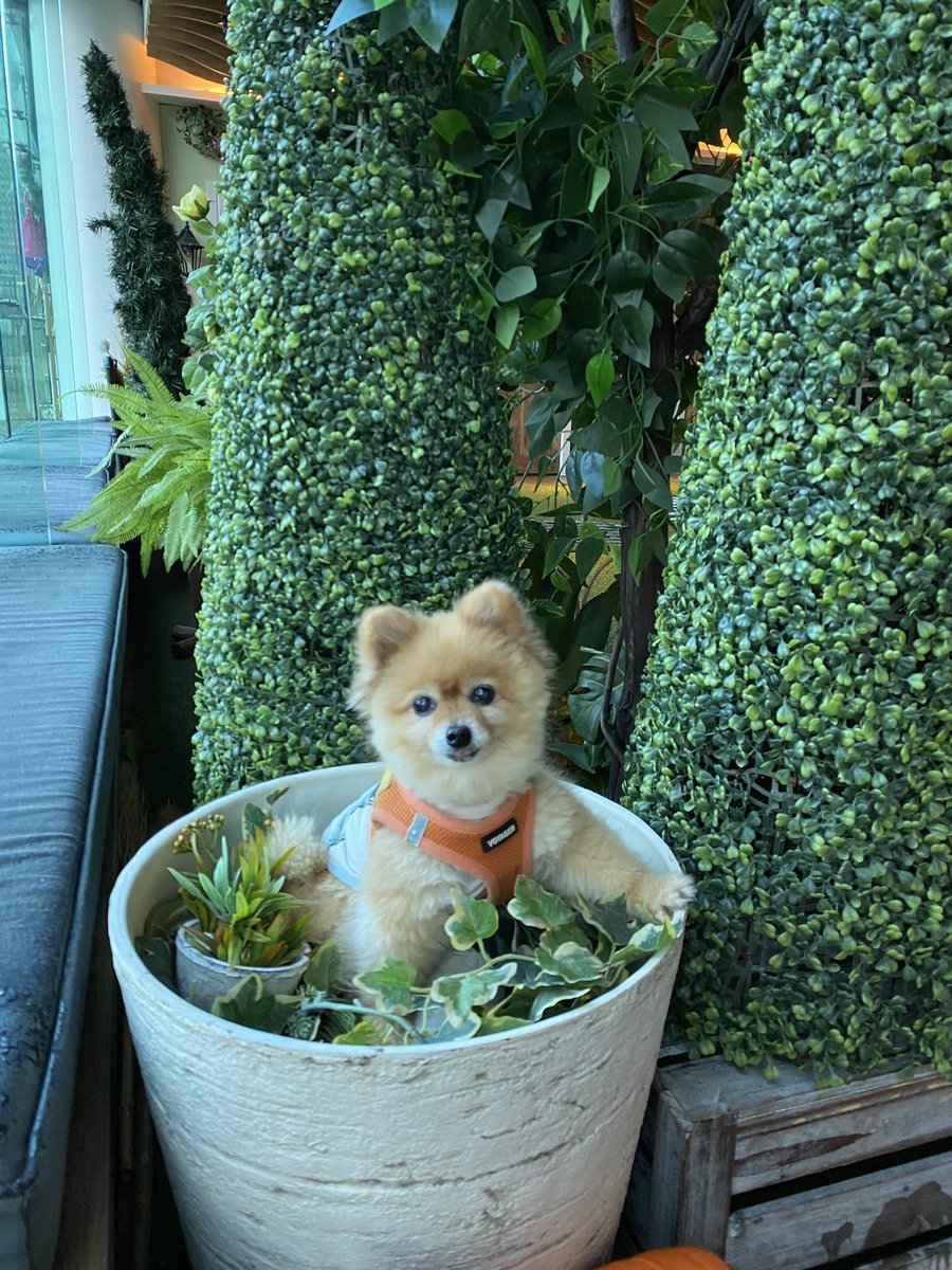 Bilbo Teddy Foxy tweet media