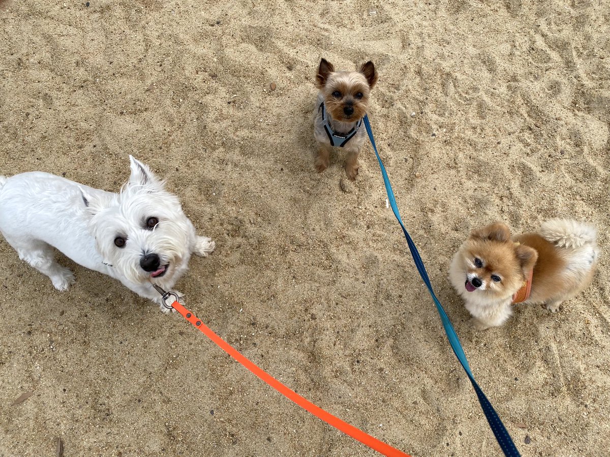 Bilbo Teddy Foxy tweet media