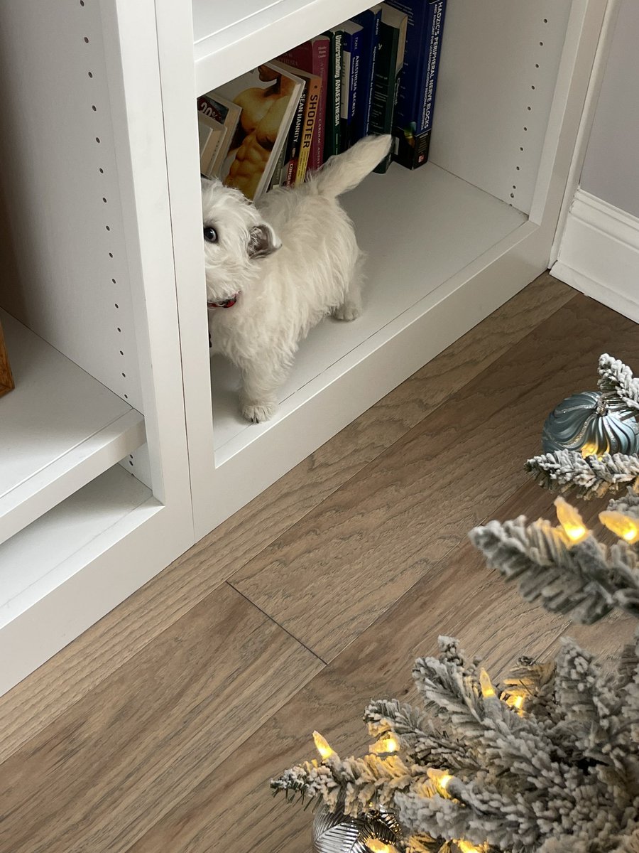 PAmotherrunner's tweet photo. Sir Fitzwilliam Darcy choosing a book to read to pass the time.  He likes to read just like mom. #SirFitz #MrDarcy #AustenObsessed #Westie  #WestieBestie https://t.co/TOHU18Hmz6