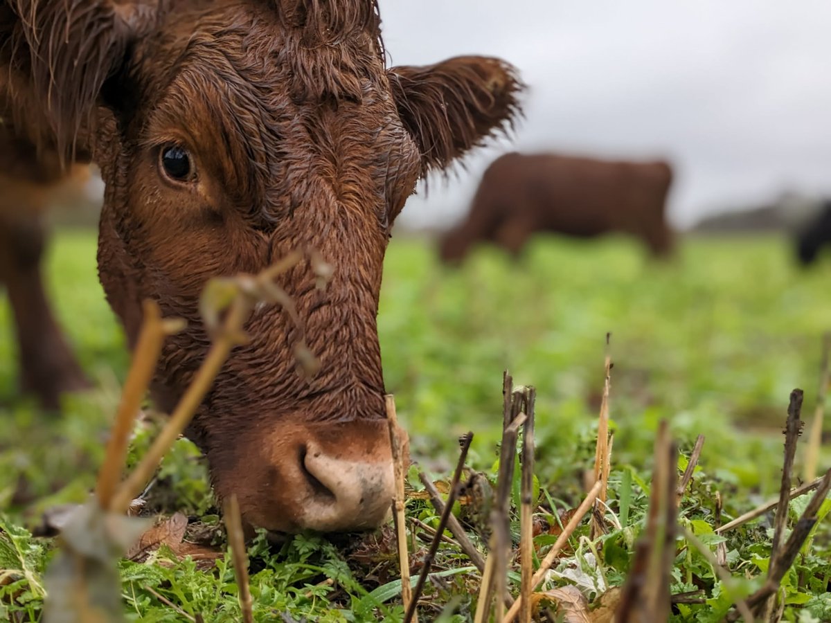 The herd are slowly getting used to grazing cover crops <a href="/NoningtonFarms/">Nonington Farms</a>.  We haven't had to feed any additional hard feed or hay/haylage/silage since march this year. Long may it continue. #outwintering #cattle #dextercattle #beefcattle #beef #pastureraised #localfood #kent