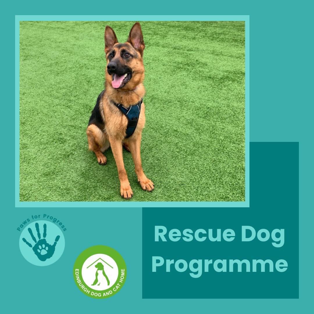 PawsforProgress's tweet photo. #YoungPeople at HMPYOI Polmont have been doing a great job with the #rescuedogs @scottishprisons @EdinDogCatHome
Weโve had lots of excitable young dogs learning key skills including keeping their feet on the floor, loose lead walking, & handling for vet checks #pawsforprogress https://t.co/XuUqJD5zWN